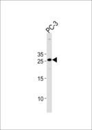 HOXC6 Antibody - HOXC6 Antibody western blot of PC-3 cell line lysates (35 ug/lane). The HOXC6 antibody detected the HOXC6 protein (arrow).