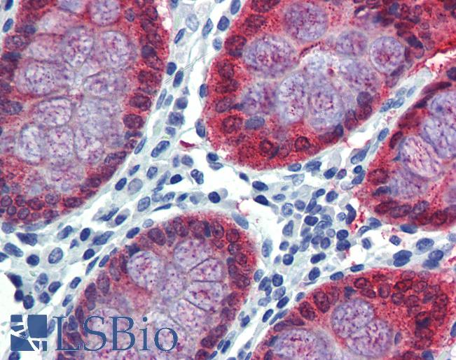 HOXC8 Antibody - Anti-HOXC8 antibody IHC of human colon. Immunohistochemistry of formalin-fixed, paraffin-embedded tissue after heat-induced antigen retrieval. Antibody concentration 5 ug/ml.  This image was taken for the unconjugated form of this product. Other forms have not been tested.