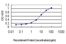 HOXC8 Antibody - Detection limit for recombinant GST tagged HOXC8 is approximately 0.1 ng/ml as a capture antibody.