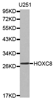 HOXC8 Antibody - Western blot analysis of extracts of U251 cells.