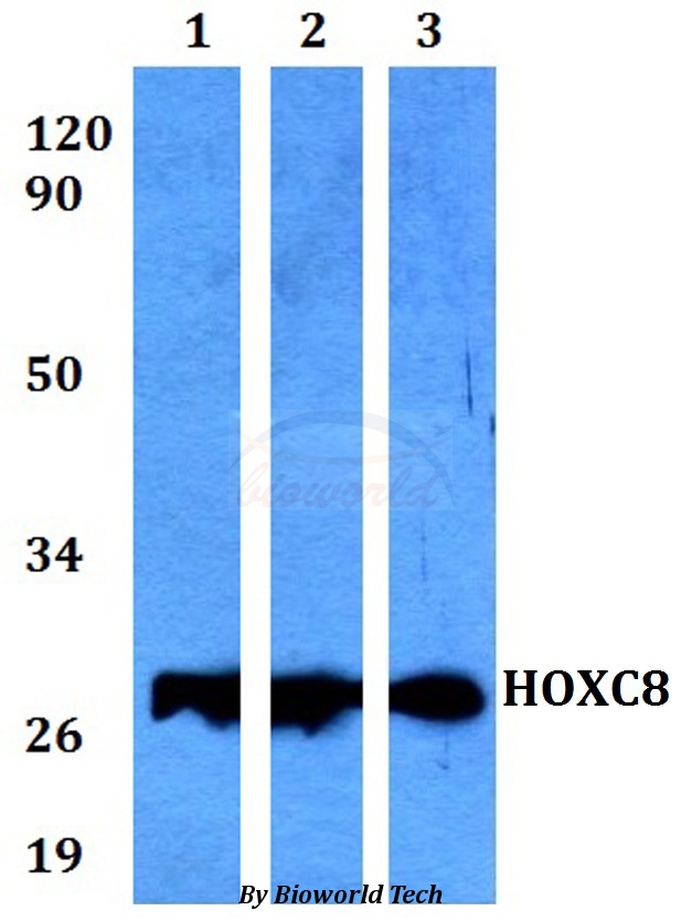 HOXC8 Antibody - Western blot of HOXC8 antibody at 1:500 dilution. Lane 1: HEK293T whole cell lysate. Lane 2: Raw264.7 whole cell lysate. Lane 3: PC12 whole cell lysate.