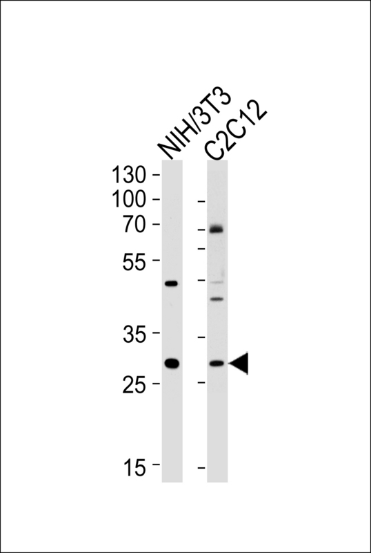 HOXC9 Antibody - Western blot of lysates from mouse NIH/3T3, C2C12 cell line (from left to right), using Mouse Hoxc9 Antibody. Antibody was diluted at 1:1000 at each lane. A goat anti-rabbit IgG H&L (HRP) at 1:5000 dilution was used as the secondary antibody. Lysates at 35ug per lane.