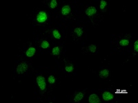 HOXC9 Antibody - Immunostaining analysis in HT1080 cells. HT1080 cells were fixed with 4% paraformaldehyde and permeabilized with 0.1% Triton X-100 in PBS. The cells were immunostained with anti-HOXC9 mAb.