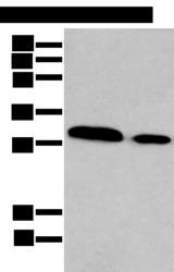 HOXC9 Antibody - Western blot analysis of TM4 and NIH/3T3 cell lysates  using HOXC9 Polyclonal Antibody at dilution of 1:350