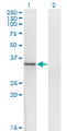 HOXD1 Antibody - Western Blot analysis of HOXD1 expression in transfected 293T cell line by HOXD1 monoclonal antibody (M01), clone 4F4.Lane 1: HOXD1 transfected lysate(34.1 KDa).Lane 2: Non-transfected lysate.