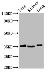 HOXD1 Antibody - Positive Western Blot detected in Rat lung tissue, Rat kidney tissue, Mouse lung tissue. All lanes: HOXD1 antibody at 2.4 µg/ml Secondary Goat polyclonal to rabbit IgG at 1/50000 dilution. Predicted band size: 35 KDa. Observed band size: 35 KDa