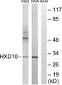 HOXD10 Antibody - Western blot analysis of lysates from K562 and RAW264.7 cells, using HOXD10 Antibody. The lane on the right is blocked with the synthesized peptide.