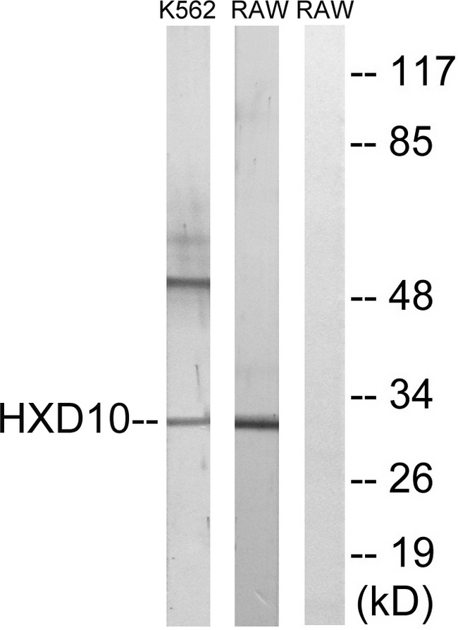 HOXD10 Antibody - Western blot analysis of lysates from K562 and RAW264.7 cells, using HOXD10 Antibody. The lane on the right is blocked with the synthesized peptide.