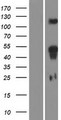 HOXD11 Protein - Western validation with an anti-DDK antibody * L: Control HEK293 lysate R: Over-expression lysate