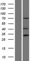 HOXD13 Protein - Western validation with an anti-DDK antibody * L: Control HEK293 lysate R: Over-expression lysate