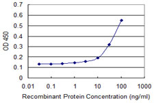HOXD3 Antibody - Detection limit for recombinant GST tagged HOXD3 is approximately 10 ng/ml as a capture antibody.