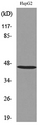 HOXD3 Antibody - Western blot analysis of lysate from HepG2 cells, using HOXD3 Antibody.