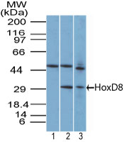 HOXD8 Antibody - Western blot of HOXD8 in T98G cell lysate in the 1) pre-bleed at 1:5000 dilution 2) T98G cell lysate and 3) NIH 3T3 cell lysate using Polyclonal Antibody to Homeobox protein D8 (HOXD8) at 7 ug/ml. Goat anti-rabbit Ig HRP secondary antibody, and PicoTect ECL substrate solution were used for this test.