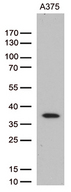 HOXD8 Antibody - Western blot analysis of extracts. (35ug) from 2 different cell lines by using anti-HOXD8 monoclonal antibody. (1:500)
