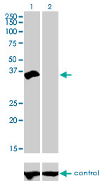 HOXD8 Antibody - Western blot analysis of HOXD8 over-expressed 293 cell line, cotransfected with HOXD8 Validated Chimera RNAi (Lane 2) or non-transfected control (Lane 1). Blot probed with HOXD8 monoclonal antibody (M01), clone 10F8 . GAPDH ( 36.1 kDa ) used as specificity and loading control.