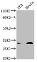 HOXD8 Antibody - Positive Western Blot detected in PC3 whole cell lysate, Mouse brain tissue. All lanes: HOXD8 antibody at 4.5 µg/ml Secondary Goat polyclonal to rabbit IgG at 1/50000 dilution. Predicted band size: 32, 9 KDa. Observed band size: 32 KDa
