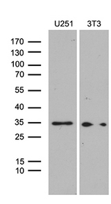 HOXD9 Antibody - Western blot analysis of extracts. (35ug) from 2 different cell lines by using anti-HOXD9 monoclonal antibody. (1:500)