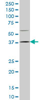 HOXD9 Antibody - HOXD9 monoclonal antibody (M01), clone 2A9 Western Blot analysis of HOXD9 expression in NIH/3T3.