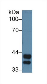 HP / Haptoglobin Antibody - Western Blot; Sample: Mouse Liver lysate; Primary Ab: 3µg/ml Rabbit Anti-Rat Hpt Antibody Second Ab: 0.2µg/mL HRP-Linked Caprine Anti-Rabbit IgG Polyclonal Antibody