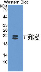 HP / Haptoglobin Antibody - Western Blot; Sample: Recombinant protein.