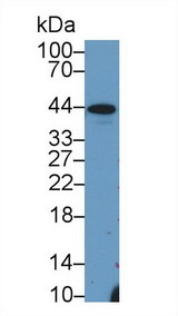 HP / Haptoglobin Antibody - Western Blot; Sample: Porcine Liver lysate; Primary Ab: 3µg/ml Rabbit Anti-Mouse Hpt Antibody Second Ab: 0.2µg/mL HRP-Linked Caprine Anti-Rabbit IgG Polyclonal Antibody