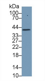 HP / Haptoglobin Antibody - Western Blot; Sample: Porcine Cerebrum lysate; Primary Ab: 1µg/ml Rabbit Anti-Porcine Hpt Antibody Second Ab: 0.2µg/mL HRP-Linked Caprine Anti-Rabbit IgG Polyclonal Antibody