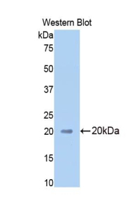 HP / Haptoglobin Antibody - Western blot of recombinant HP / Haptoglobin.  This image was taken for the unconjugated form of this product. Other forms have not been tested.