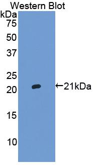 HP / Haptoglobin Antibody - Western Blot; Sample: Recombinant protein.