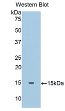 HP / Haptoglobin Antibody - Western Blot; Sample: Recombinant protein.