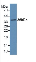 HP / Haptoglobin Antibody - Western Blot; Sample: Recombinant Hpt, Rat.