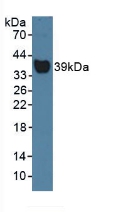 HP / Haptoglobin Antibody - Western Blot; Sample: Rat Serum.