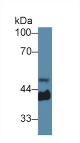 HP / Haptoglobin Antibody - Western Blot; Sample: Mouse Serum; Primary Ab: 1µg/ml Rabbit Anti-Mouse Hpt Antibody Second Ab: 0.2µg/mL HRP-Linked Caprine Anti-Rabbit IgG Polyclonal Antibody