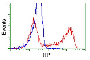 HP / Haptoglobin Antibody - HEK293T cells transfected with either overexpress plasmid (Red) or empty vector control plasmid (Blue) were immunostained by anti-HP antibody, and then analyzed by flow cytometry.
