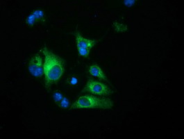 HP / Haptoglobin Antibody - Anti-HP mouse monoclonal antibody  immunofluorescent staining of COS7 cells transiently transfected by pCMV6-ENTRY HP.
