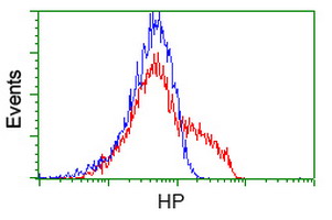 HP / Haptoglobin Antibody - HEK293T cells transfected with either overexpress plasmid (Red) or empty vector control plasmid (Blue) were immunostained by anti-HP antibody, and then analyzed by flow cytometry.