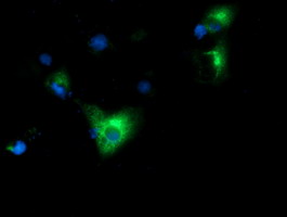 HP / Haptoglobin Antibody - Anti-HP mouse monoclonal antibody  immunofluorescent staining of COS7 cells transiently transfected by pCMV6-ENTRY HP.