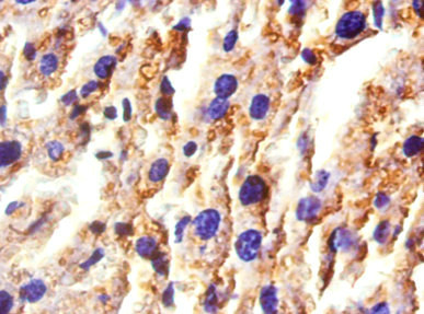 HP / Haptoglobin Antibody - Immunohistochemistry of paraffin-embedded Mouse liver tissue using Hp Antibody at dilution of 1:50