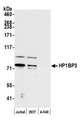 HP1BP3 Antibody - Detection of human HP1BP3 by western blot. Samples: Whole cell lysate (15 µg) from Jurkat, HEK293T, and A-549 cells prepared using NETN lysis buffer. Antibody: Affinity purified rabbit anti-HP1BP3 antibody used for WB at 1:1000. Detection: Chemiluminescence with an exposure time of 30 seconds.