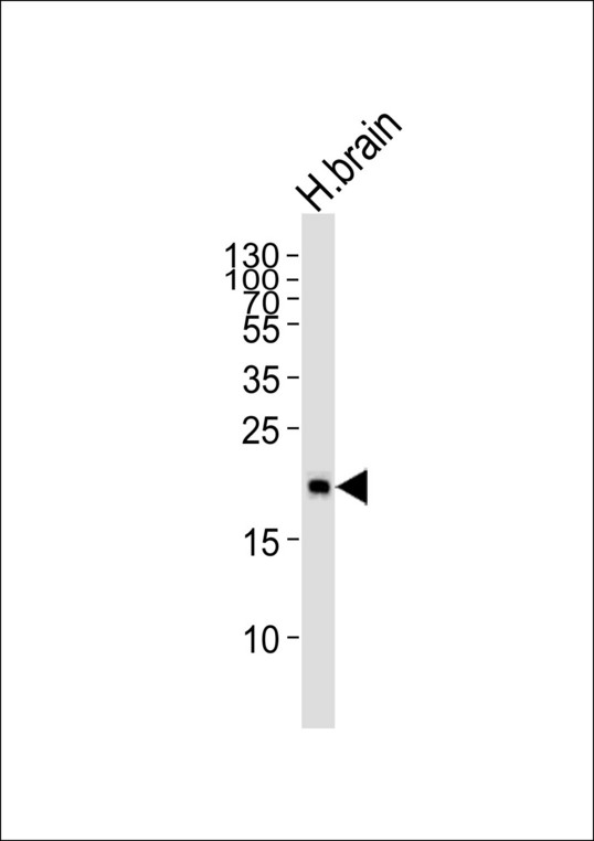 HPCA / Hippocalcin Antibody - Western blot of lysate from human brain tissue lysate, using Hippocalcin Antibody (R17). Antibody was diluted at 1:1000. A goat anti-rabbit IgG H&L (HRP) at 1:5000 dilution was used as the secondary antibody. Lysate at 35ug.