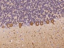 HPCA / Hippocalcin Antibody - Immunochemical staining of human HPCA in cynomolgus cerebellum with rabbit polyclonal antibody at 1:100 dilution, formalin-fixed paraffin embedded sections.
