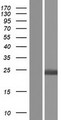 HPCA / Hippocalcin Protein - Western validation with an anti-DDK antibody * L: Control HEK293 lysate R: Over-expression lysate