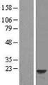 HPCAL1 / Hippocalcin-Like 1 Protein - Western validation with an anti-DDK antibody * L: Control HEK293 lysate R: Over-expression lysate