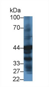 HPD Antibody - Western Blot; Sample: Human Liver lysate; ;Primary Ab: 1µg/ml Rabbit Anti-Human HPD Antibody;Second Ab: 0.2µg/mL HRP-Linked Caprine Anti-Rabbit IgG Polyclonal Antibody;