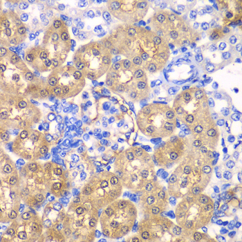 HPD Antibody - Immunohistochemistry of paraffin-embedded rat kidney tissue.