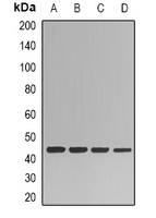 HPD Antibody - Western blot analysis of HPPDase expression in HepG2 (A); A549 (B); mouse kidney (C); rat liver (D) whole cell lysates.