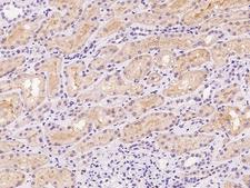 HPD Antibody - Immunochemical staining of human HPD in human kidney with rabbit polyclonal antibody at 1:500 dilution, formalin-fixed paraffin embedded sections.
