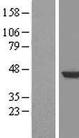 HPD Protein - Western validation with an anti-DDK antibody * L: Control HEK293 lysate R: Over-expression lysate
