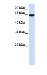 HPF9 / ZNF117 Antibody - Fetal lung lysate. Antibody concentration: 1.0 ug/ml. Gel concentration: 12%.  This image was taken for the unconjugated form of this product. Other forms have not been tested.