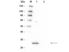 HPGDS Antibody - Western Blot of Mouse anti-GSTS1 Monoclonal Antibody. Lane 1: rGSTS1 protein. Lane 2: GST. Load: 50 ng per lane. Primary antibody: Mouse anti-GSTS1 Monoclonal Antibody at 1:1,000 overnight at 4°C. Secondary antibody: Peroxidase conjugated Rb-a-Ms IgG at 1:40,000 for 30 min at RT. Block: 0.75% Casein-TBS for 30 min at RT. Predicted/Observed size: 27 kDa, 27 kDa for GSTS1.