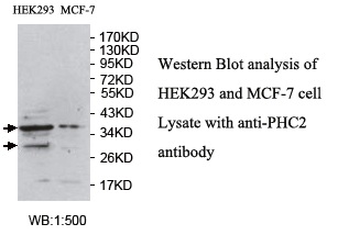 HPH2 / PHC2 Antibody